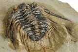 Spiny Leonaspis Trilobite - Atchana, Morocco #315945-5